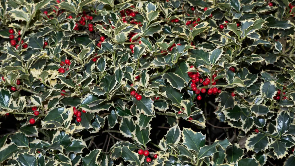 close up view of a holly plant