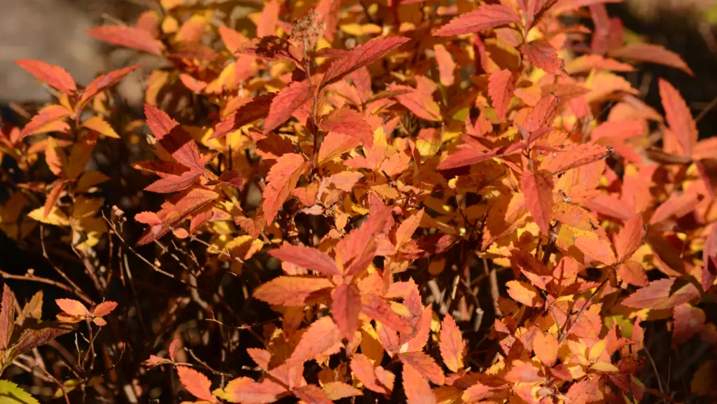 Close up view of a japanese spirea