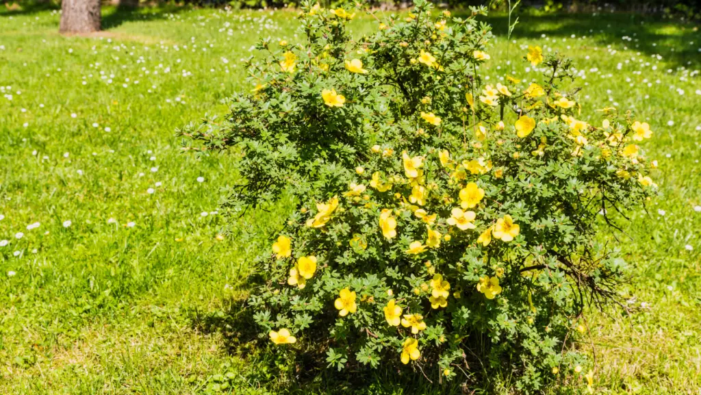 Dwarf potentilla bush planted in a garden