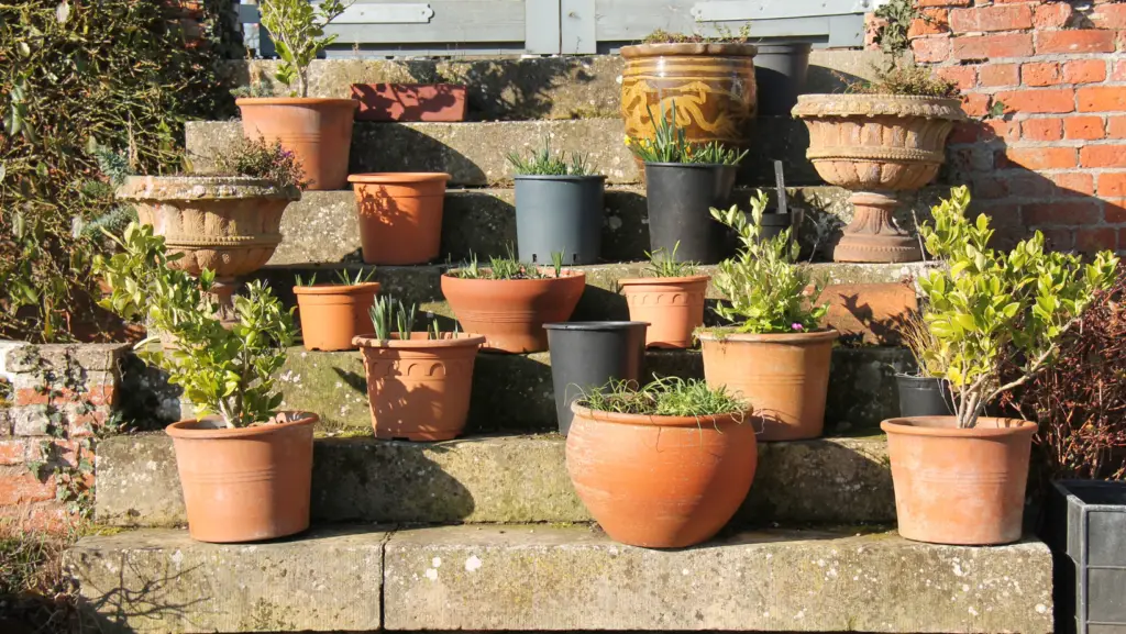 Several plants in terracotta pots placed on the steps of stairs