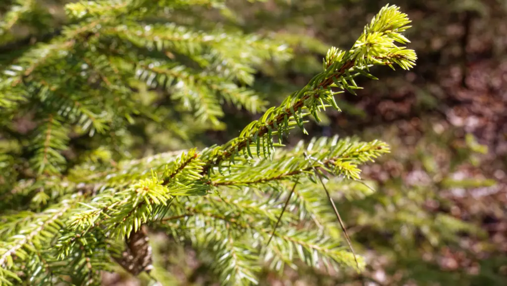 Close up view of a pumila norway spruce
