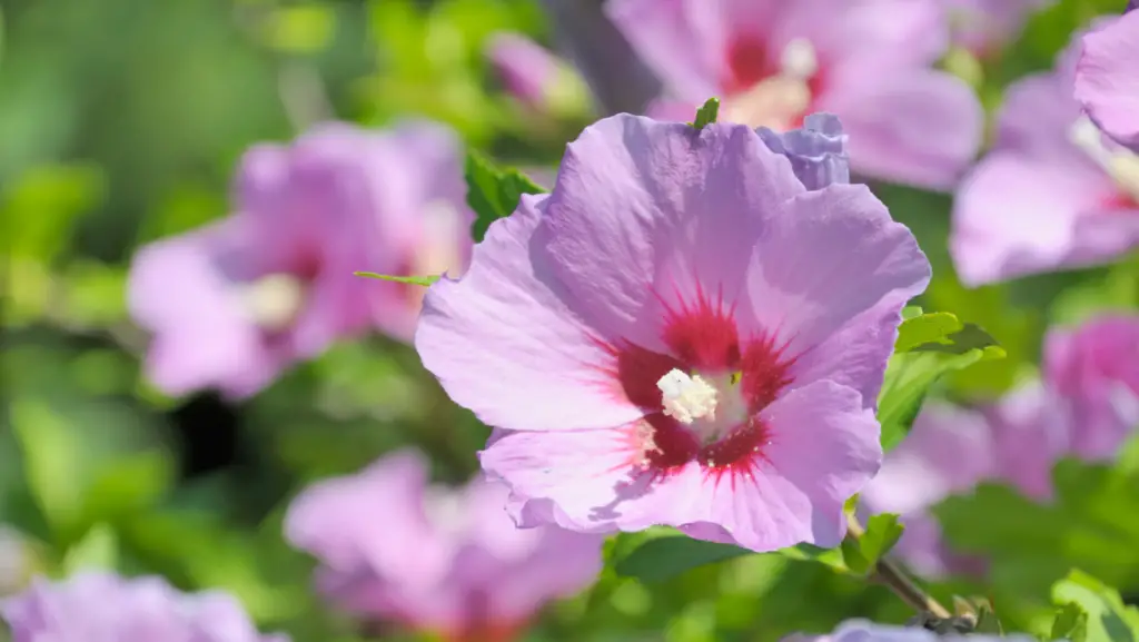 Close up view of a rose of sharon