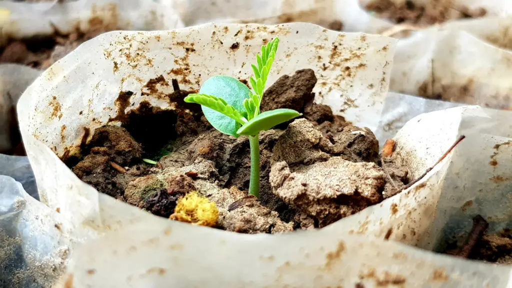 Seed sprouting in homemade pot