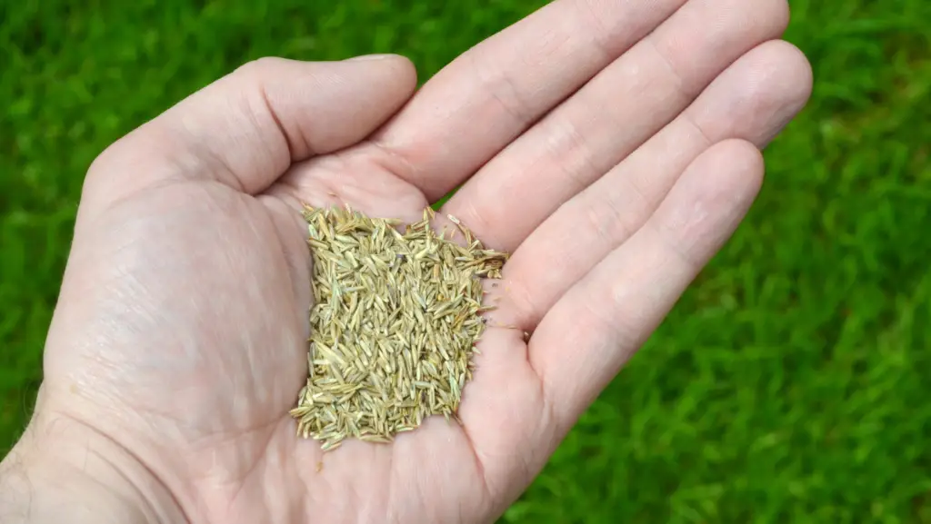 close up view of a man's hand holding grass seeds in front of a grass background