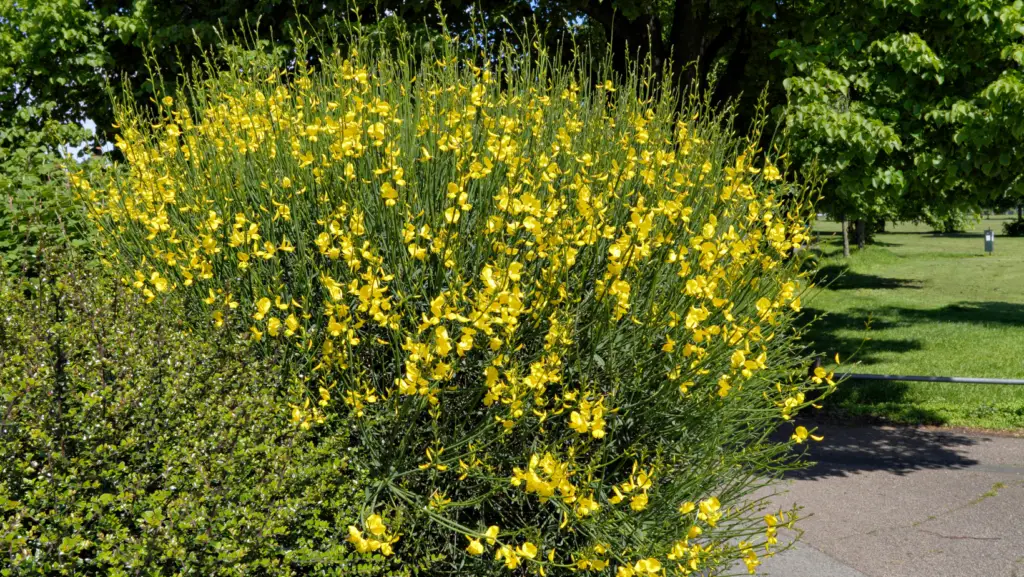 Yellow flowering broom plant in a public park