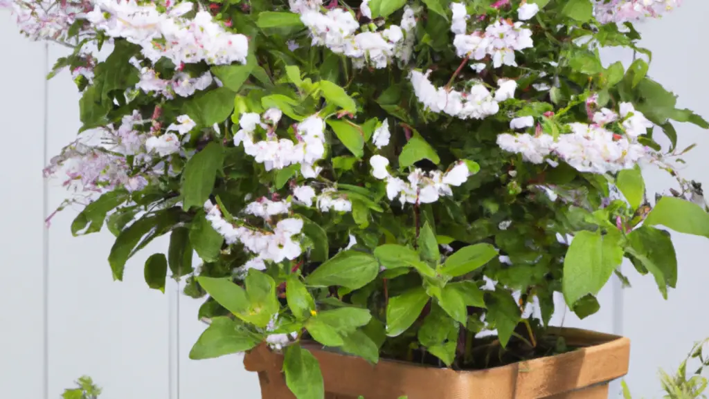 Dwarf potted deutzia