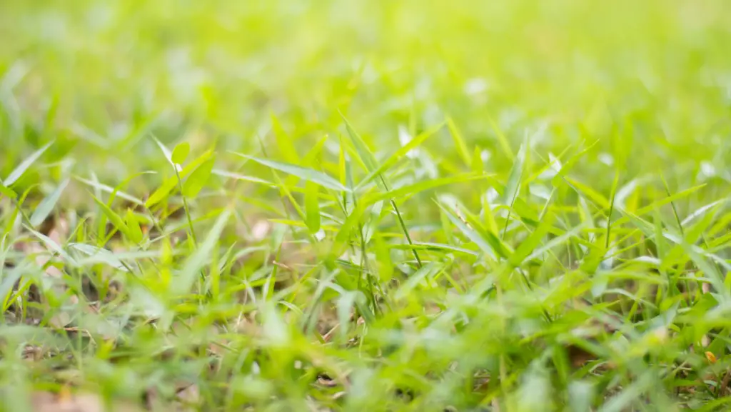 Growing grass on hard dirt