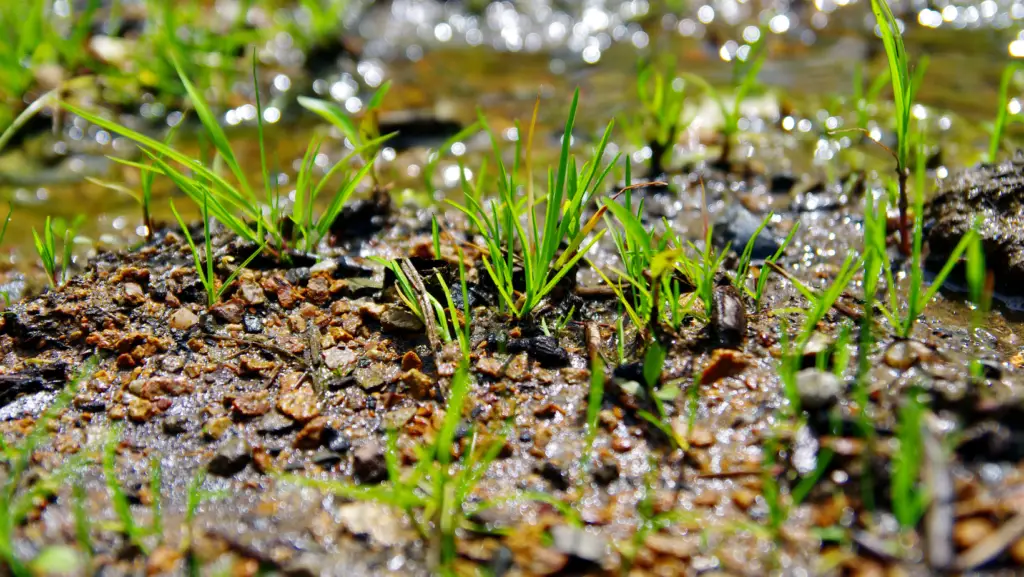 Growing grass well watered
