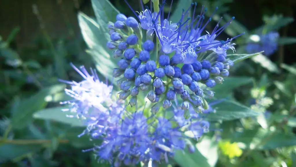 Close up view of a small caryopteris flower