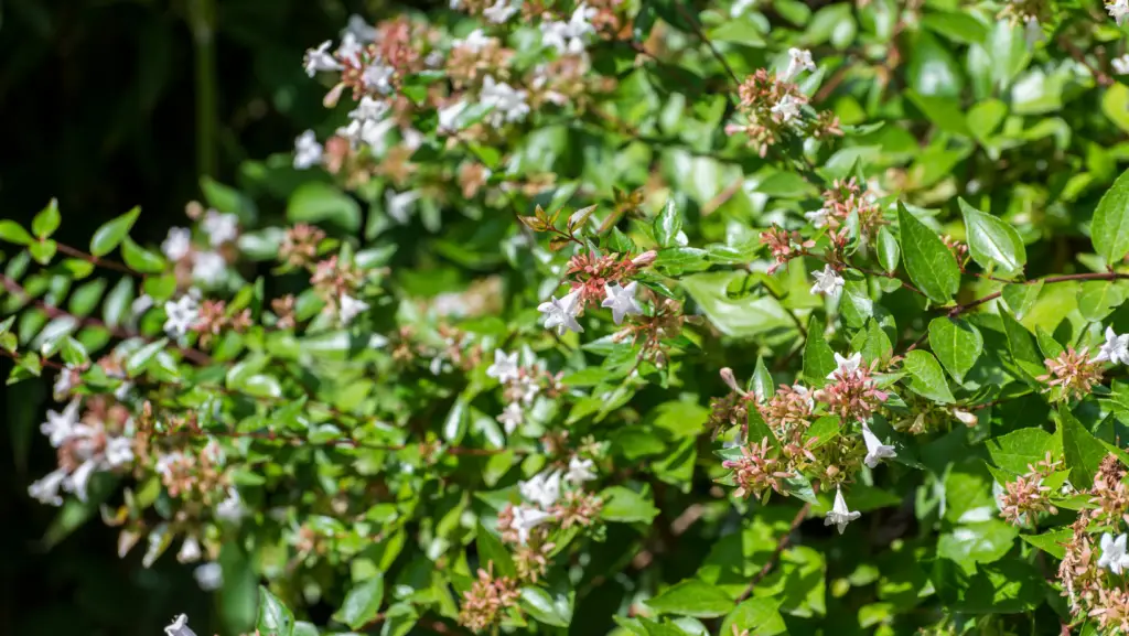 Small abelia shrub with little flowers