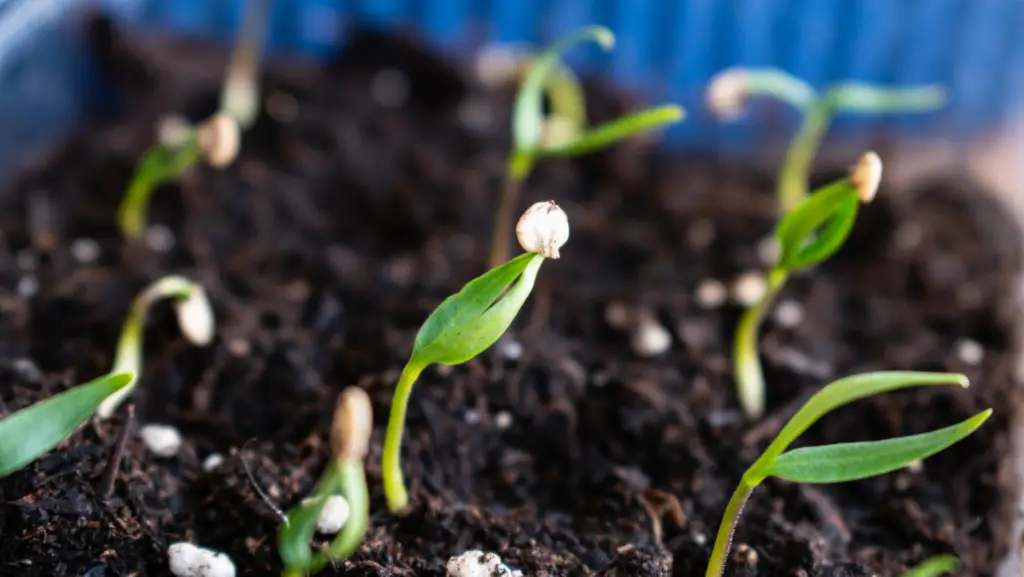 Sprouted seeds in a garden bed soil