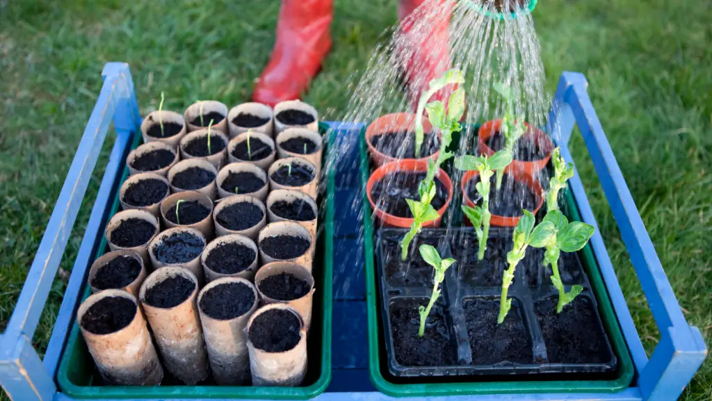 seeds and seedlings being watered