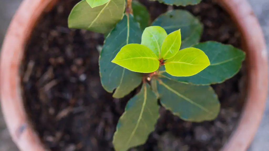 Bay laurel in a pot