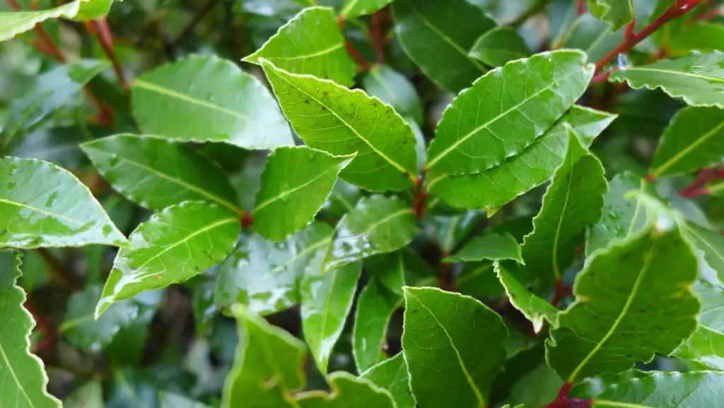 Bay laurel leaves