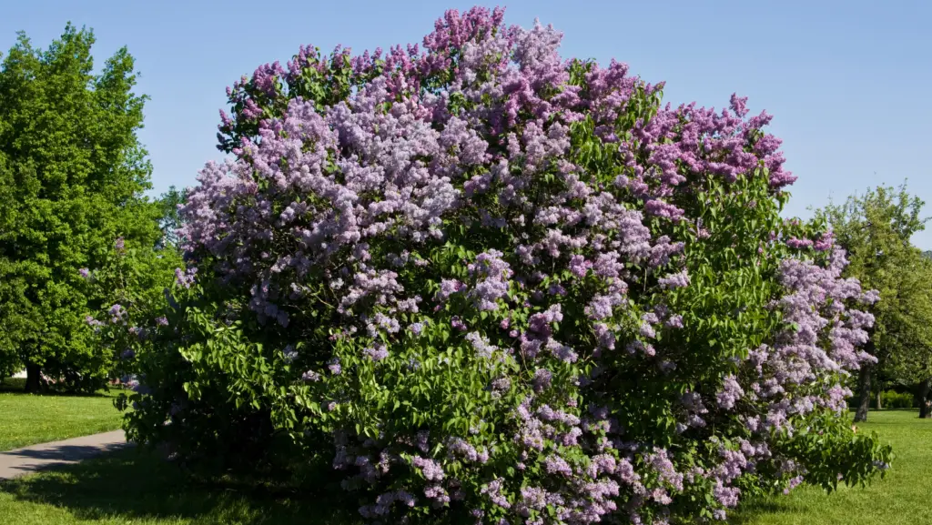 Big purple lilac shrub