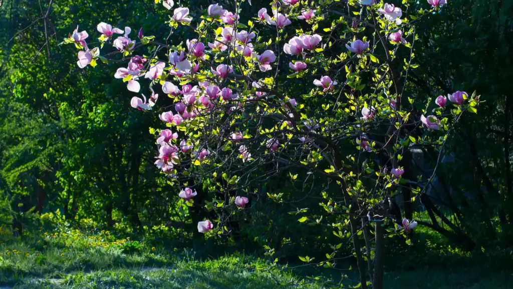 Blooming magnolia shrub