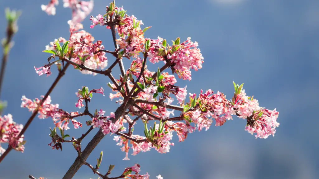 Branches of kolkwitzia amabilis with pale pink blossom on a sky blue background