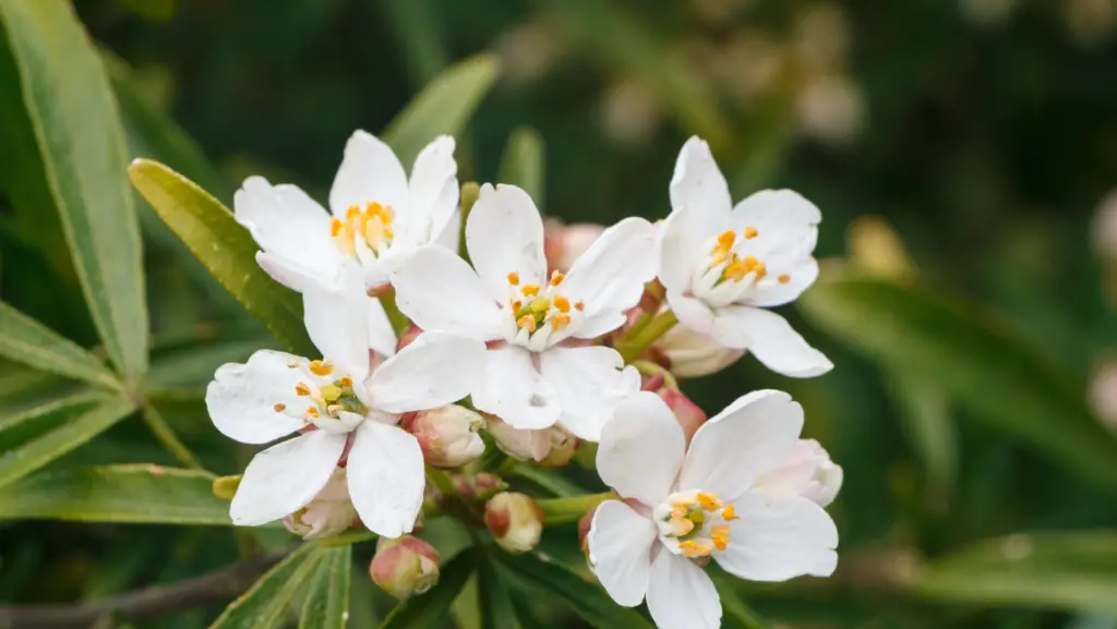 close up view of choisya ternata white flowers