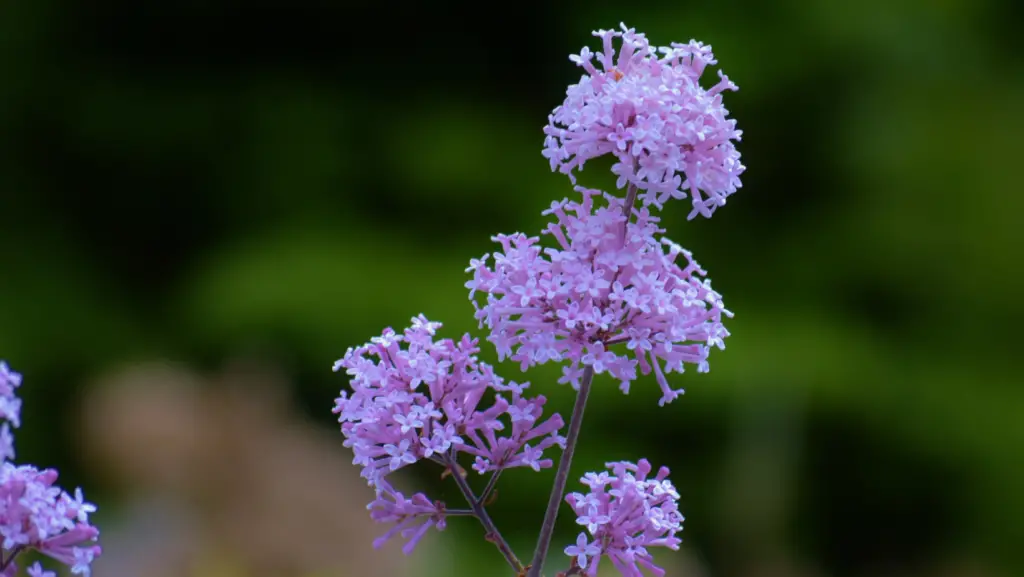 Close up view of a lilac flowers