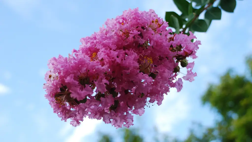 Close up view of an Indian crape myrtle pink flowers