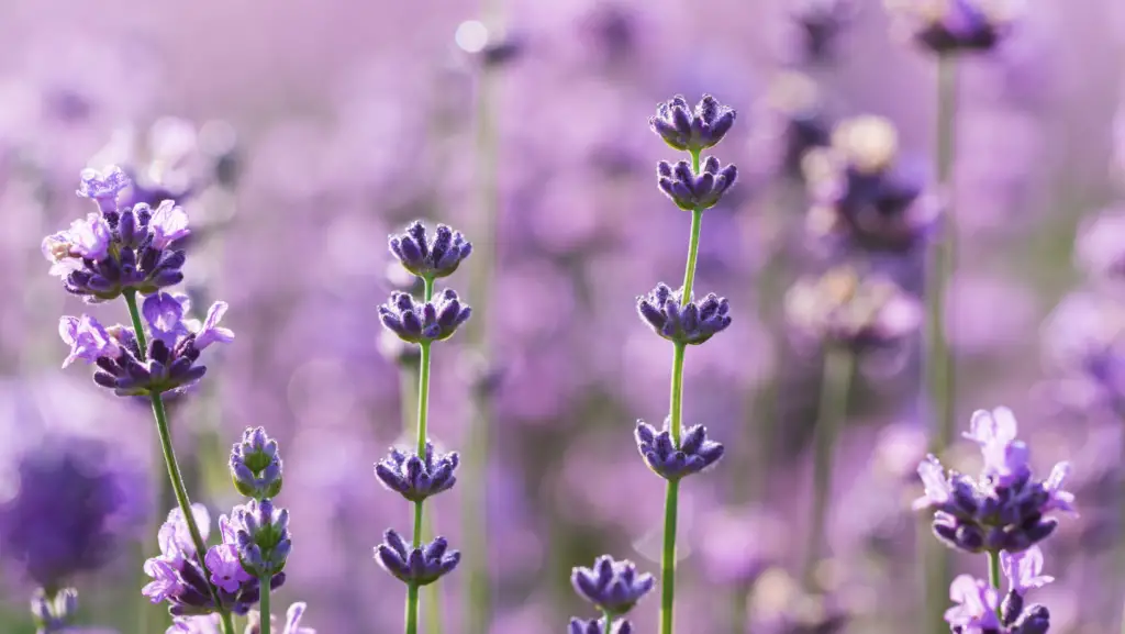 Close up view of lavender
