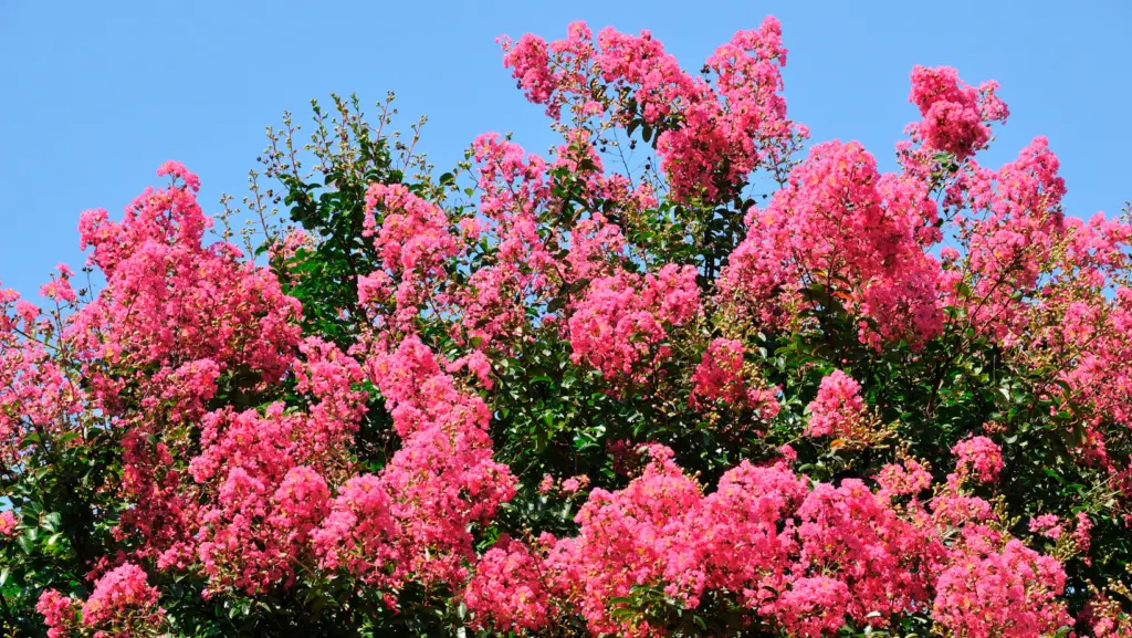 Crape myrtle shrub blooming with pink flowers