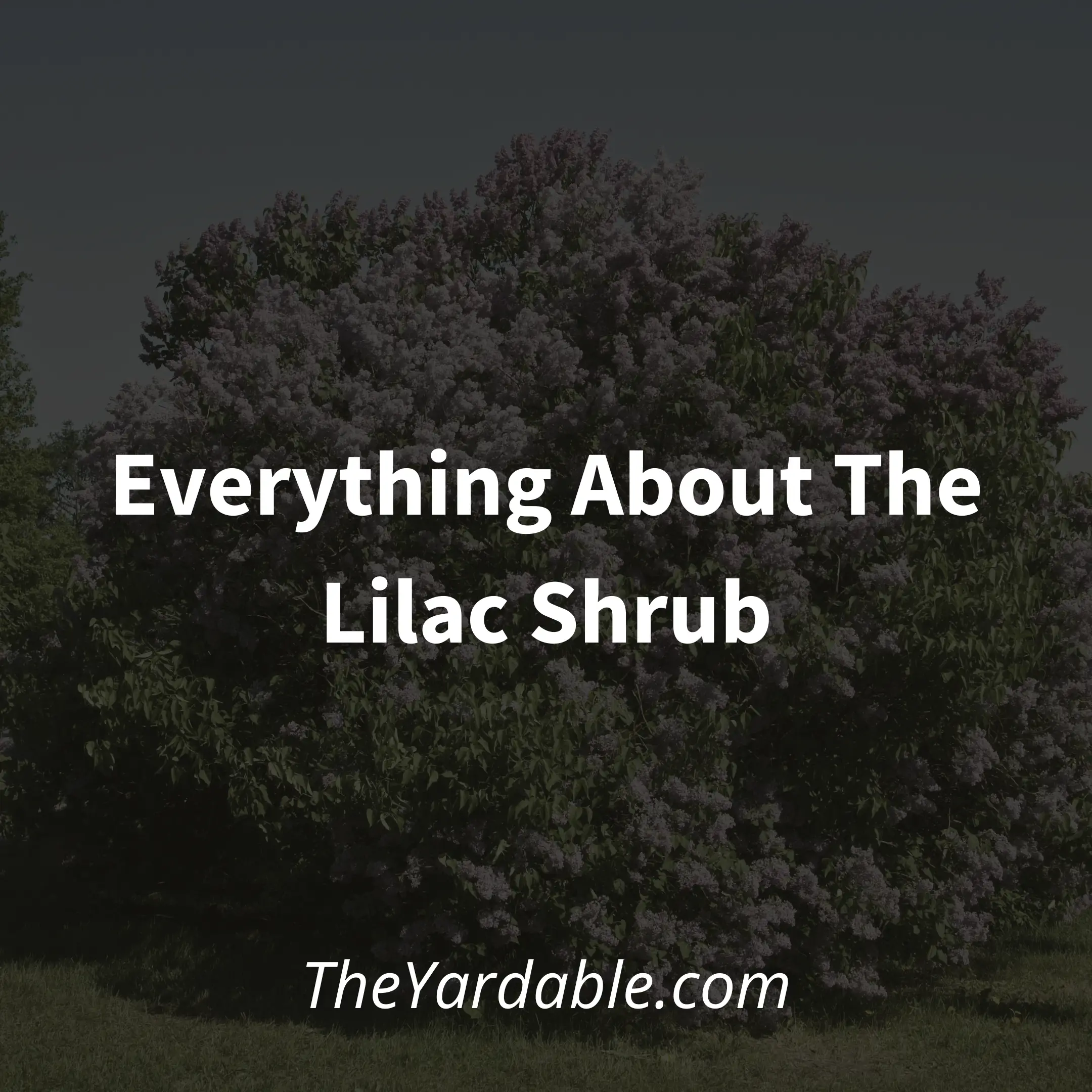 Lilac Shrub: Everything About The Lilac Bush