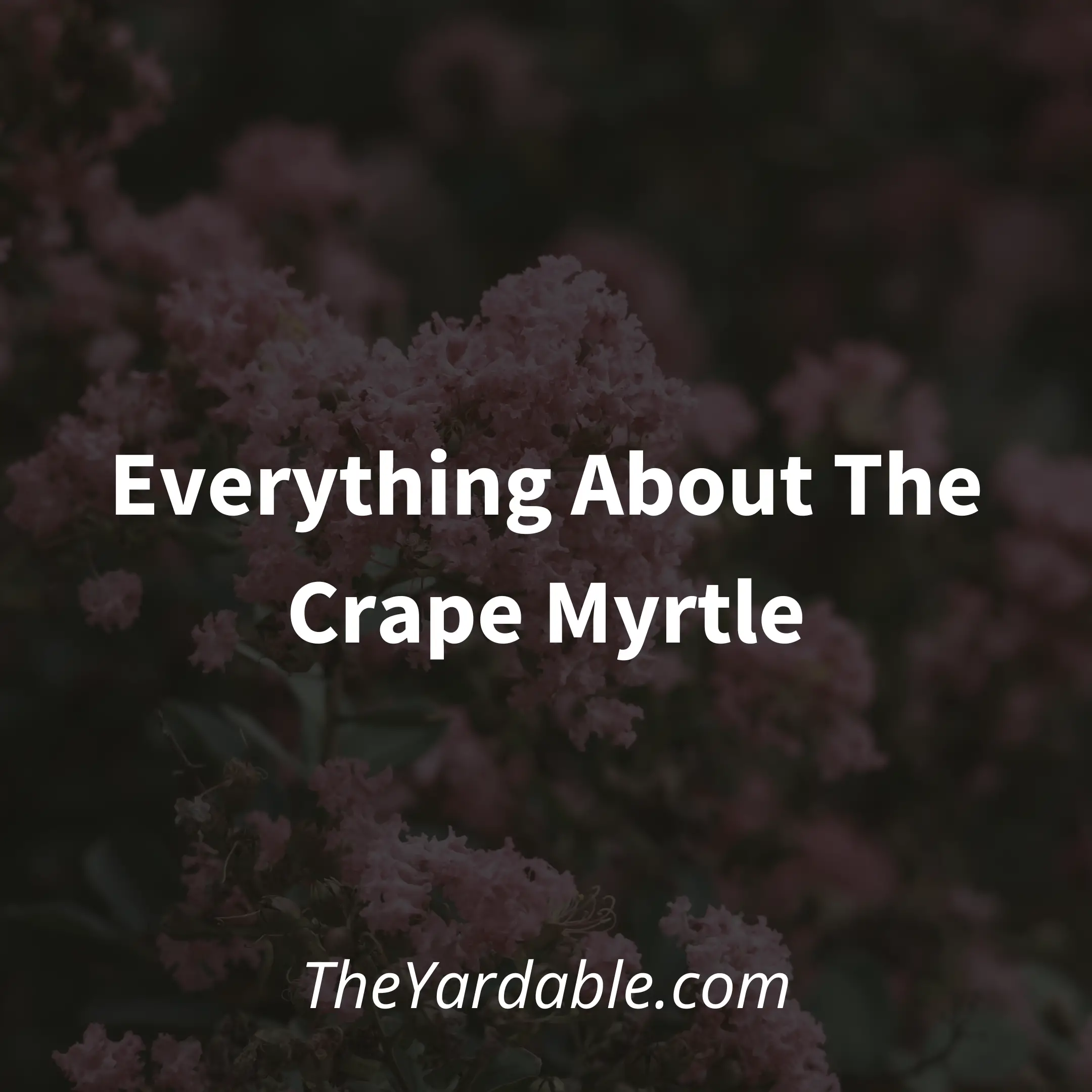 Crape Myrtle Shrub: Everything About The Crape Myrtle Tree