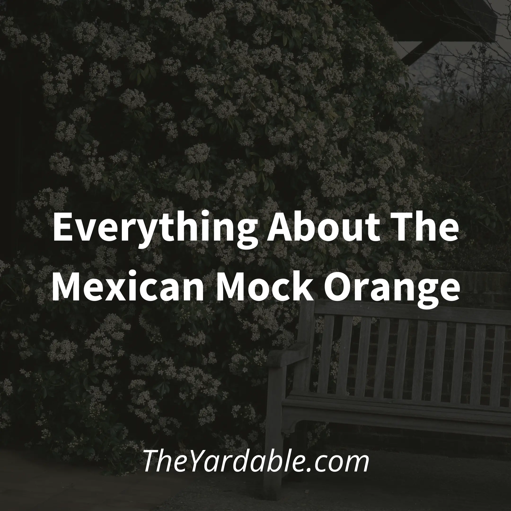Mexican Mock Orange: Everything About The Choisya Ternata