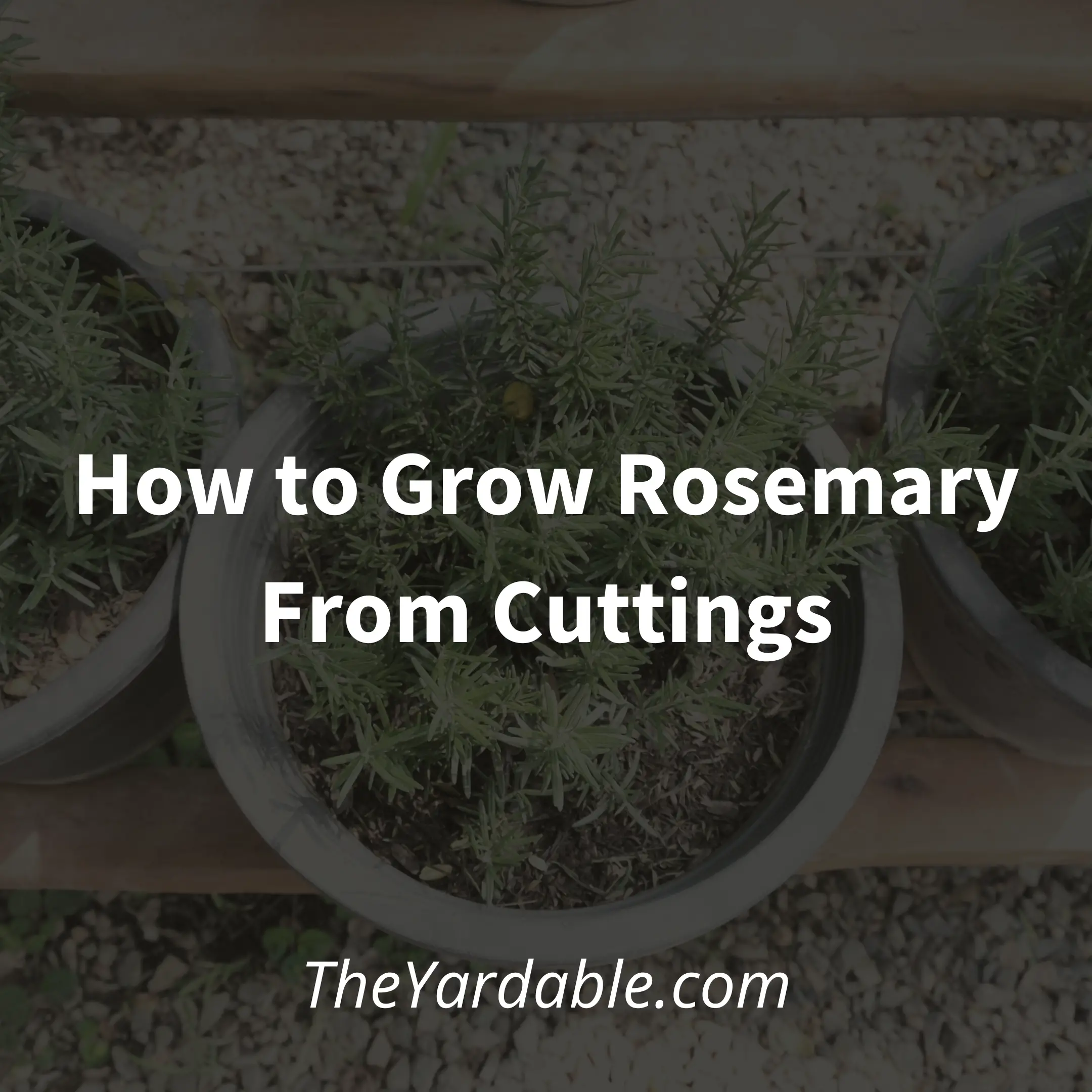 How to Grow Rosemary From Cuttings – Propagate Rosemary