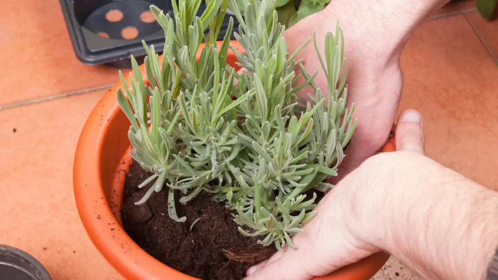 Lavender shrub in a pot