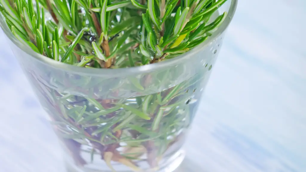 Rosemary cuttings placed in a glass of water to make roots grow
