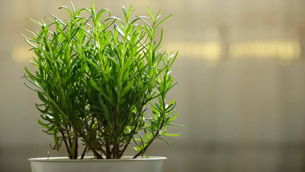 close up view of a rosemary plant in a pot