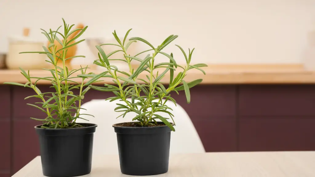 2 black pots with rosemary planted