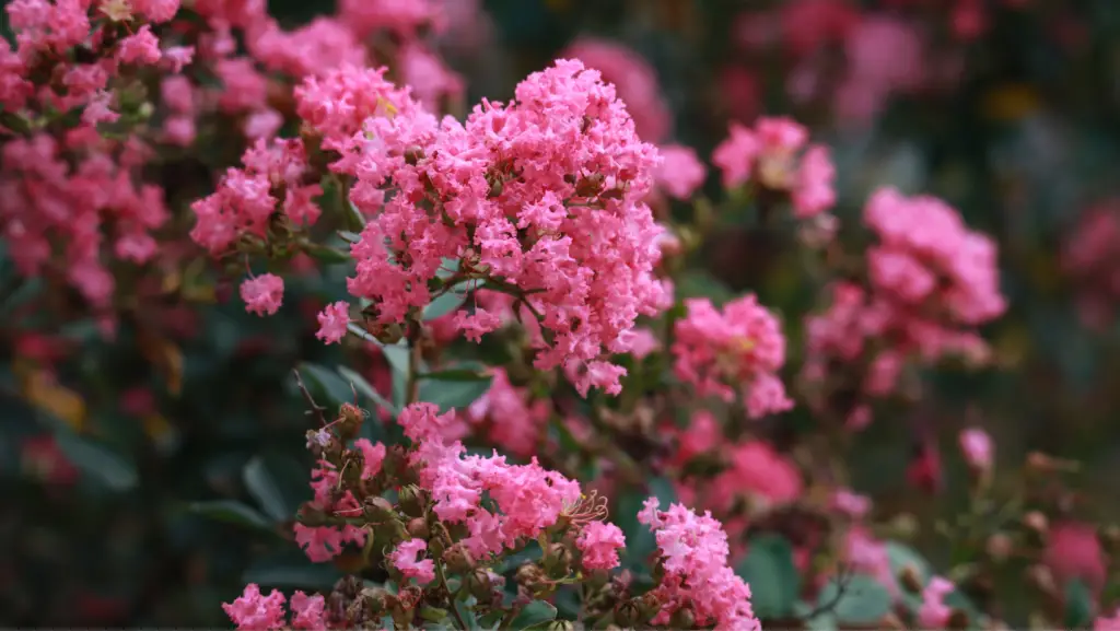 Pink crape myrtle flowers