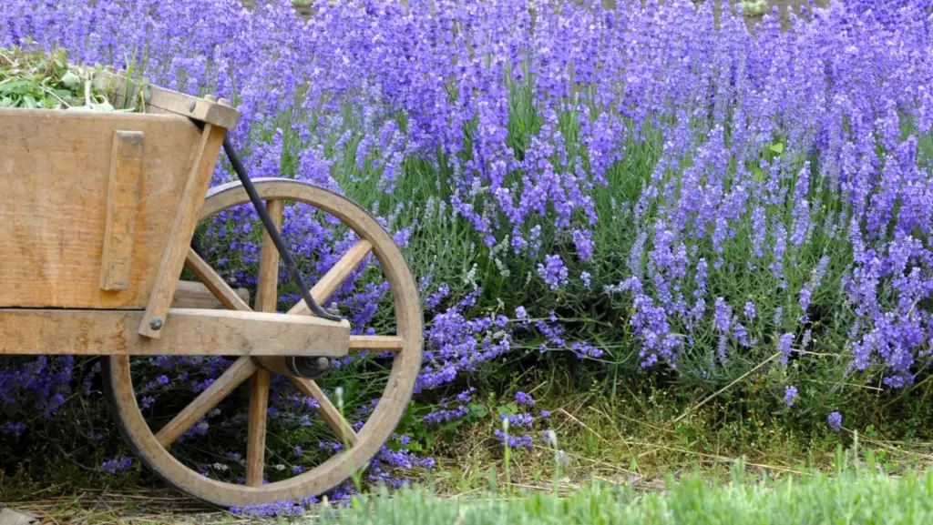 Wheelbarrow in front of a lavender flowerbed
