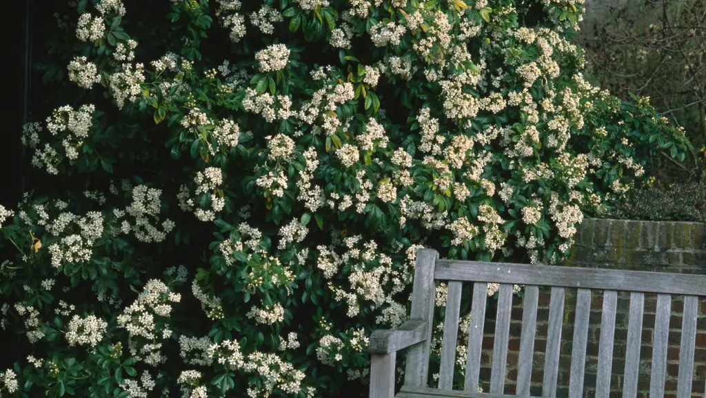 Blooming mexican mock orange next to a wooden bench