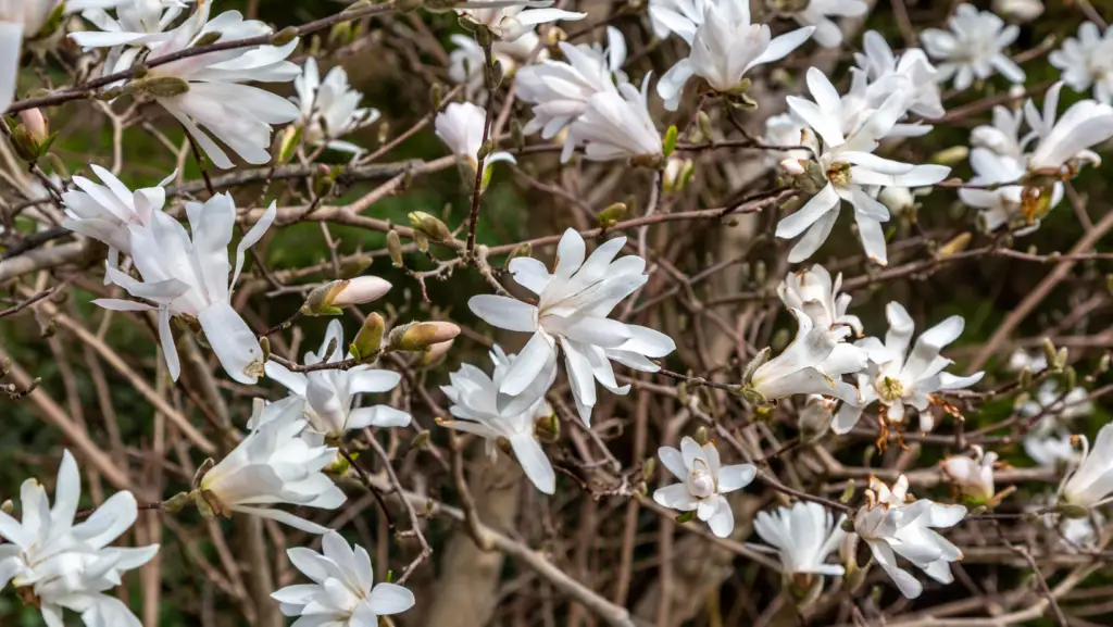White magnolia shrub