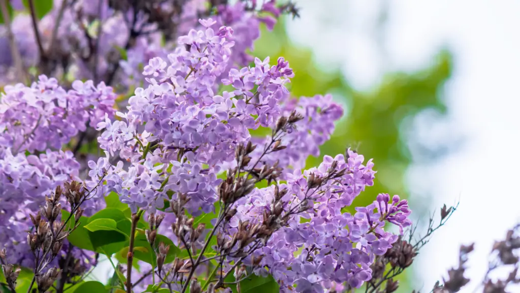 Close up view of a lilac shrub in blossom with purple flowers