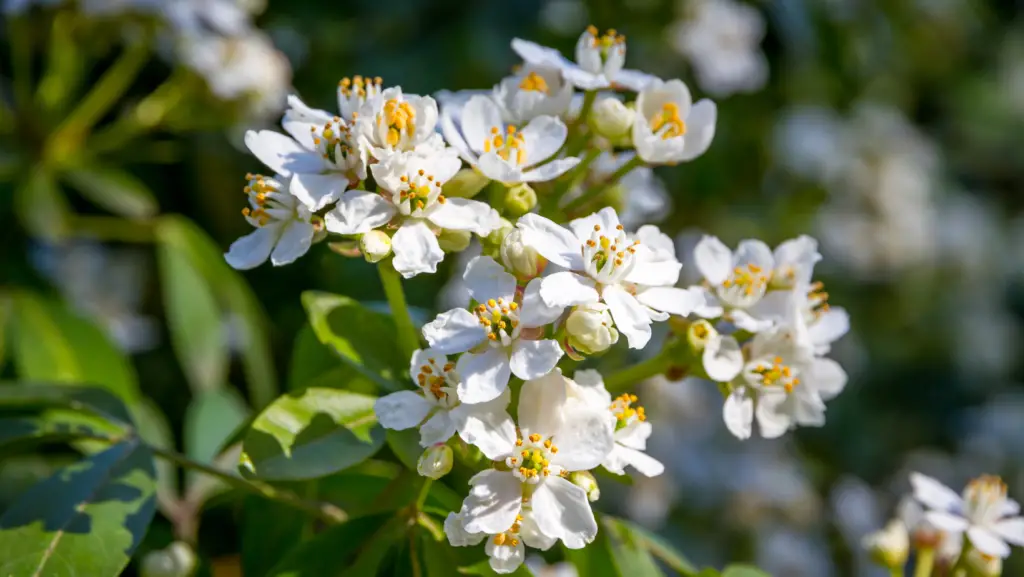close up view of mexican orange white flowers