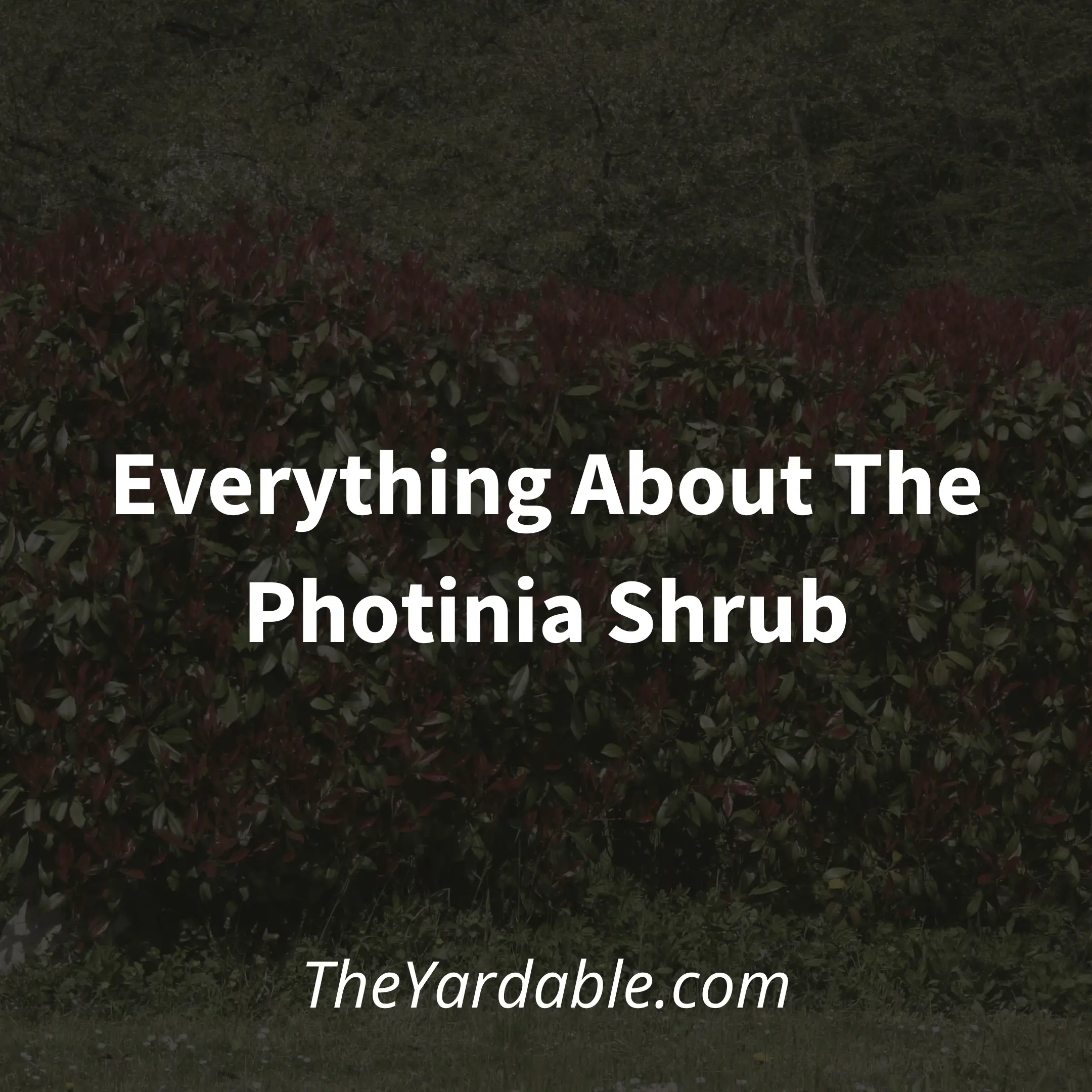Red Tip Photinia: Everything About The Photinia Shrub
