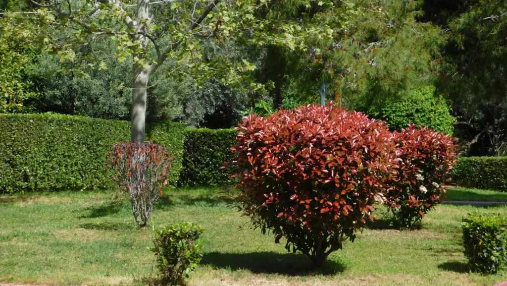 Photinia red robin in a park