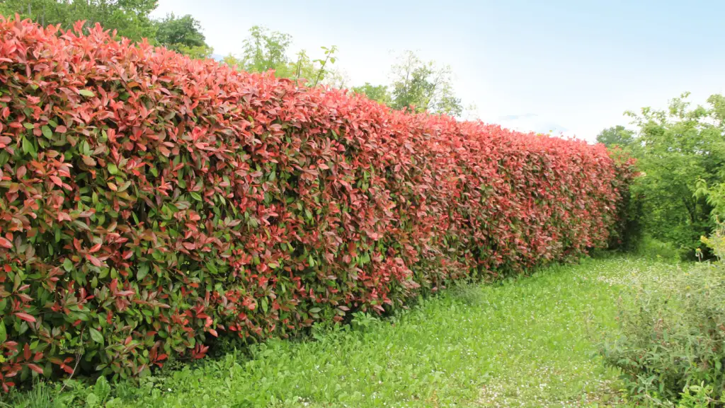 Red tip photinia shrubs forming a hedge