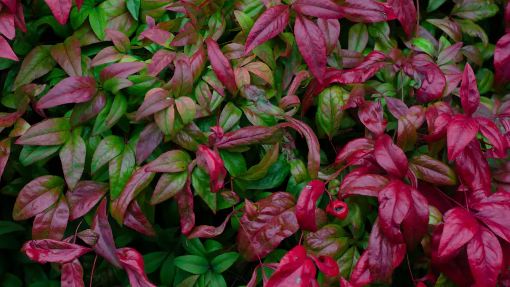 Close up view of a photinia bush