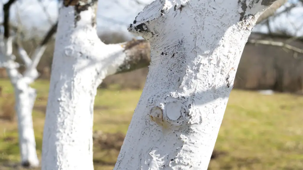 Close up of white wash on trees trunk bark