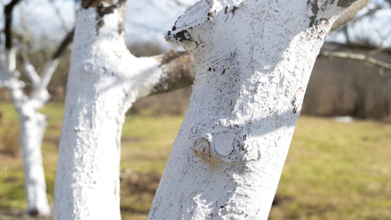 Why Are Tree Trunks Painted White? Reasons and Benefits Theyardable