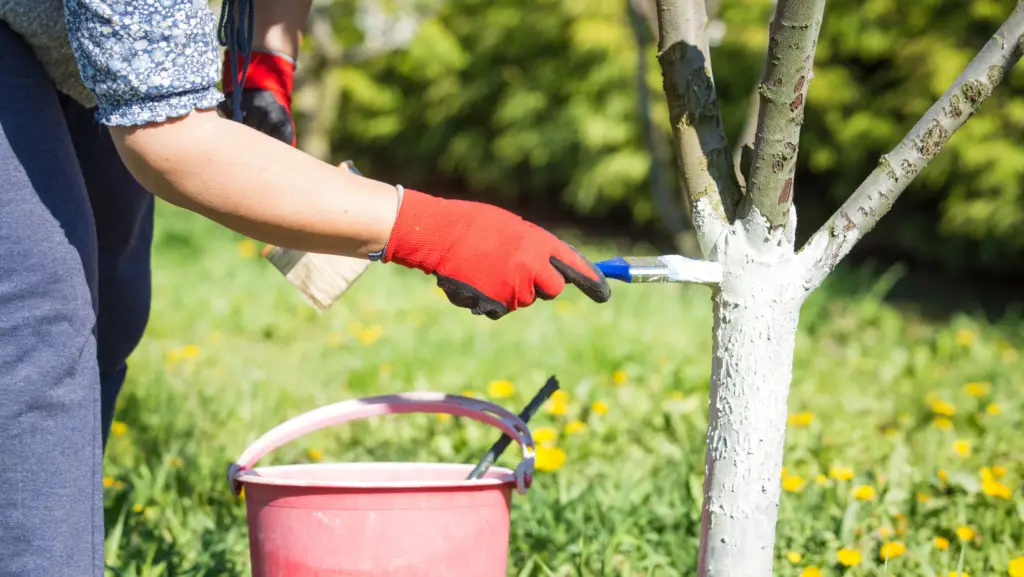 Gardener coating a tree with white paint