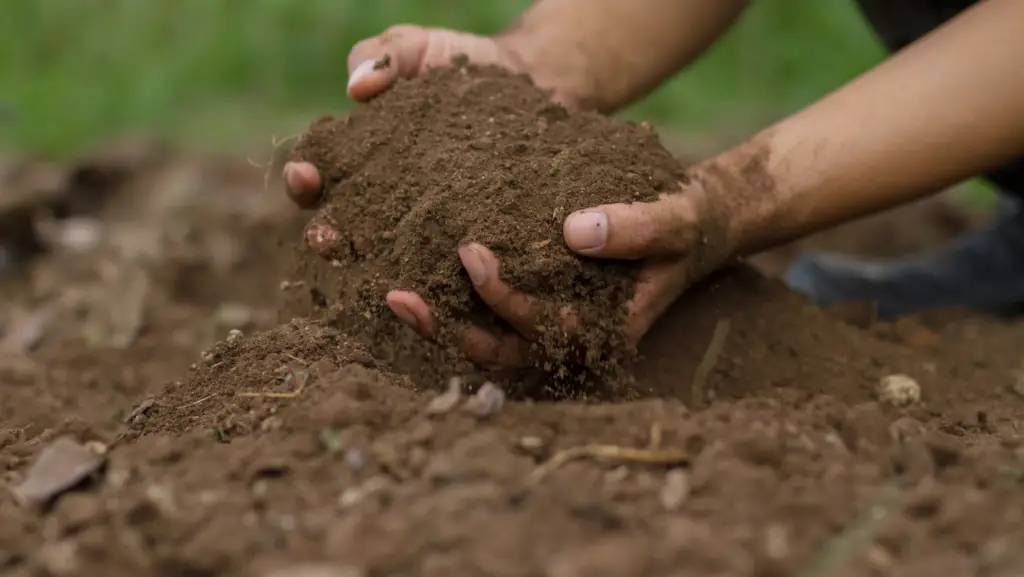 Man holding garden soil in his hands