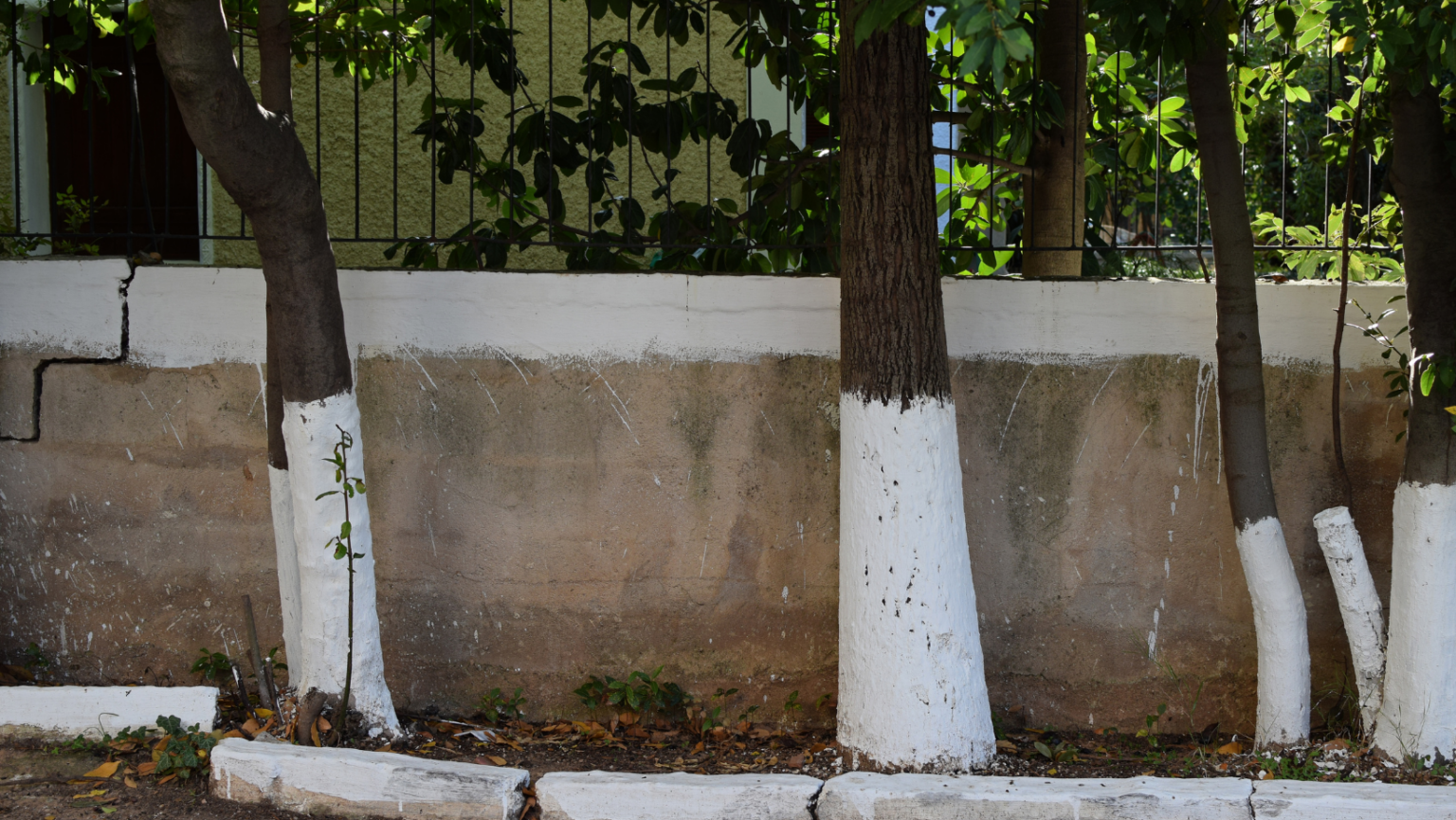 Why Are Tree Trunks Painted White? Reasons and Benefits Theyardable