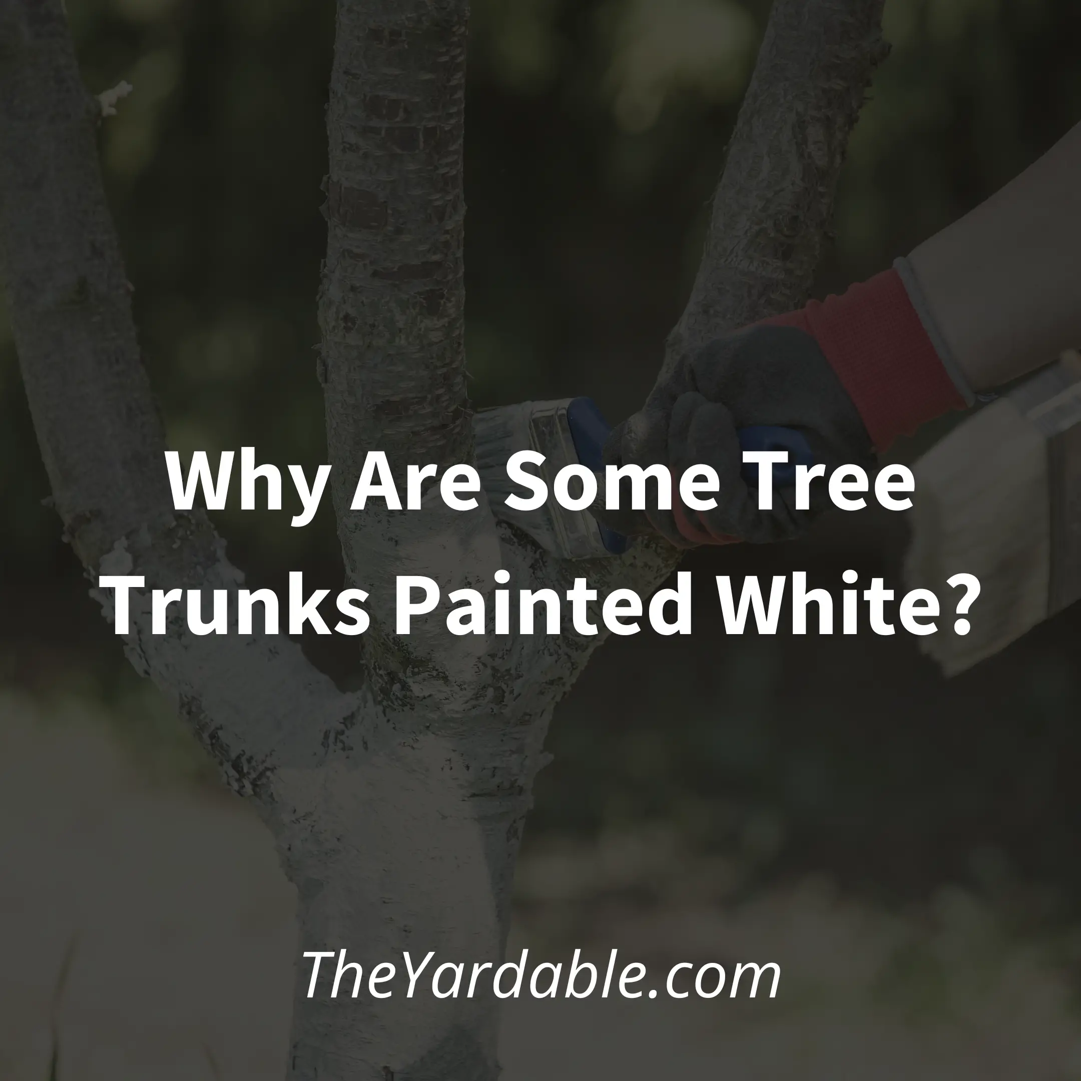 Why Are Tree Trunks Painted White? – Reasons and Benefits